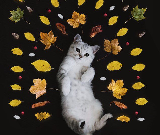Cat and fall leaves
